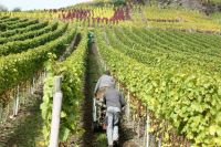 37 23 10 29016 Ahrwanderung 004 31