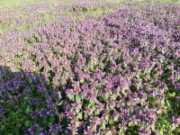 IMG 20190331 103509 IMG 20190331 103509