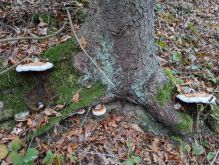 PXL 20241107 144608619 PXL 20241107 144608619