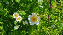 20250511 111836 20250511 111836