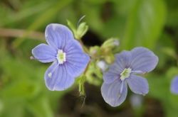 Acker Ehrenpreis Veronica Persica 2017.05.21 P5212048