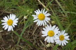 Acker Hundskamille Anthemis Arvensis 2017.07.16 P7160479