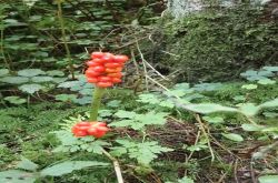 Aronstab Arum 2017.08.27 P8271033