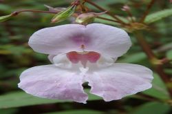 Drüsige Springkraut Impatiens Glandulifera 2017.08.27 P8271053