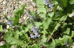 Echter Ehrenpreis Veronica Officinalis 2017.05.21 P5212044
