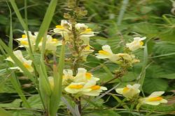 Echtes Leinkraut Linaria Vulgaris 2017.07.16 P7160486