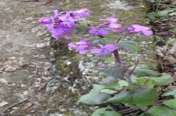 Einjähriges Silberblatt Lunaria Annua 2017.04.29 P4291506