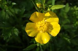 Hahnenfuss Ranunculus Arcis 2017.05.21 P5211972