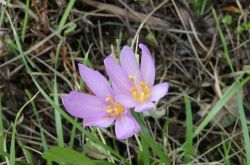 Herbstzeitlose Colchicum Autumnale 2017.09.10 P9101163