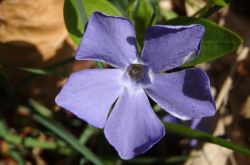 Immegrün Vinca Minor2017.04.02 P4021111 2 Immegrün Vinca Minor2017.04.02 P4021111 2