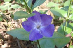 Immergrün Vinca Major 2017.05.21 5211988