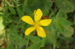 Johanniskraut Hypericum Perforatum 2017.08.27 P8271079