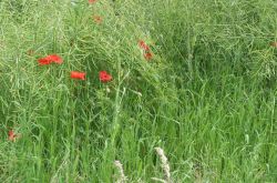 Klatsch  Mohn Klatsch  Mohn