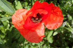 Klatschmohn Papaver Rhoeas 2017.05.21 P5212065
