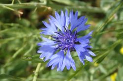 Kornblume Cyanus Segetum 2017.05.21 P5212060