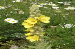 Königskerze Verbascum 2017.07.16 P7160488