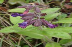 Lungenkraut Pulmonaria 2017.05.04 P5041685