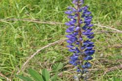 Lupine Lupine