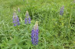 Lupine Lupinus 2017.05.28 P5282131