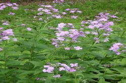 Nachtviole Hesperis Matronalis 2017.05.28 P5282140