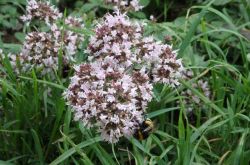 Oregano Oreganum Vulgare 2017.07.16 P7160502