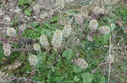 Pestwurz Petasites 2017.04.06 P4061135 2 Pestwurz Petasites 2017.04.06 P4061135 2