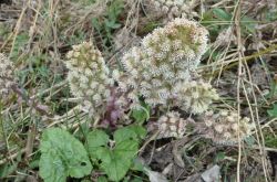 Pestwurz Petasites 2017.04.06 P4061137