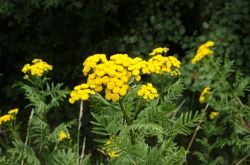 Rainfarn Tanacetum Vulgare 2017.07.16 P7160472