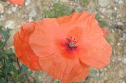 Saatmohn Papaver Dubium 2017.07.16 P7160487