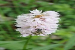 Schlangen Knöterich Bistorta Off. P5282189