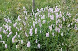 Schlangen Knöterich Bistorta Officinalis2017.06.01 P6012280