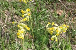 Schlüsselblume Schlüsselblume