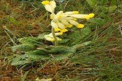 Schlüsselblume Primula Veris 2017.05.01 P5011514