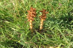 Sommerwurz Sommerwurz
