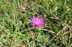 Stengellose Kratzdistel Stengellose Kratzdistel