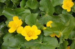 Sumpfdotterblume Caltha Palestris P4281500 2 Sumpfdotterblume Caltha Palestris P4281500 2