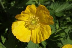 Wald Scheinmohn Meconopsis Cambrica 2017.06.01 P6012246