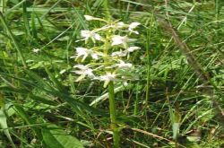Waldhyazinthe Waldhyazinthe
