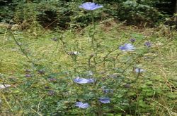 Wegwarte Cichorium Intybus 2017.07.16 P7160494