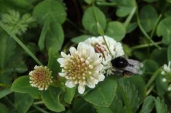 Weis Klee Trifolium Repens 2017.05.21 P5212036