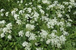 Wiesen Kerbel Anthriscus Sylvestris 2017.06.01 P6012276