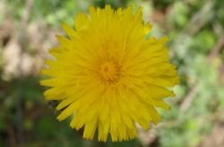 Wiesen Löwenzahn Taraxacum Off. 2017.05.21 P5212043