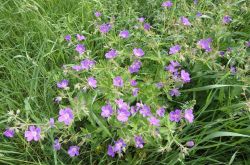 Wiesen Storchschnabel Geranium Pratense 2017.05.28 P5282139