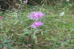 Wiesenflockenblume Wiesenflockenblume