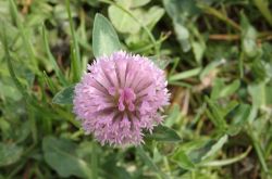Wiesenklee Trifolium Pratense 2017.05.21 P5212034