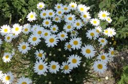 Wiesenmargerite Leucanthemum2017.06.01 P6012282