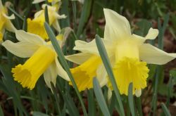 Wilde Narzisse Narcissus Pseudonarcissus 2017.04.16 P4161304