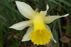 Wilde Narzisse Narcissus Pseudonarcissus 2017.04.16 P4161305