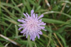 Wilde Skabiose Scabiosa Columbaria2017.09.10 P9101169