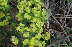 Wolfsmilch Euphorbia 2017.05.21 P5212080